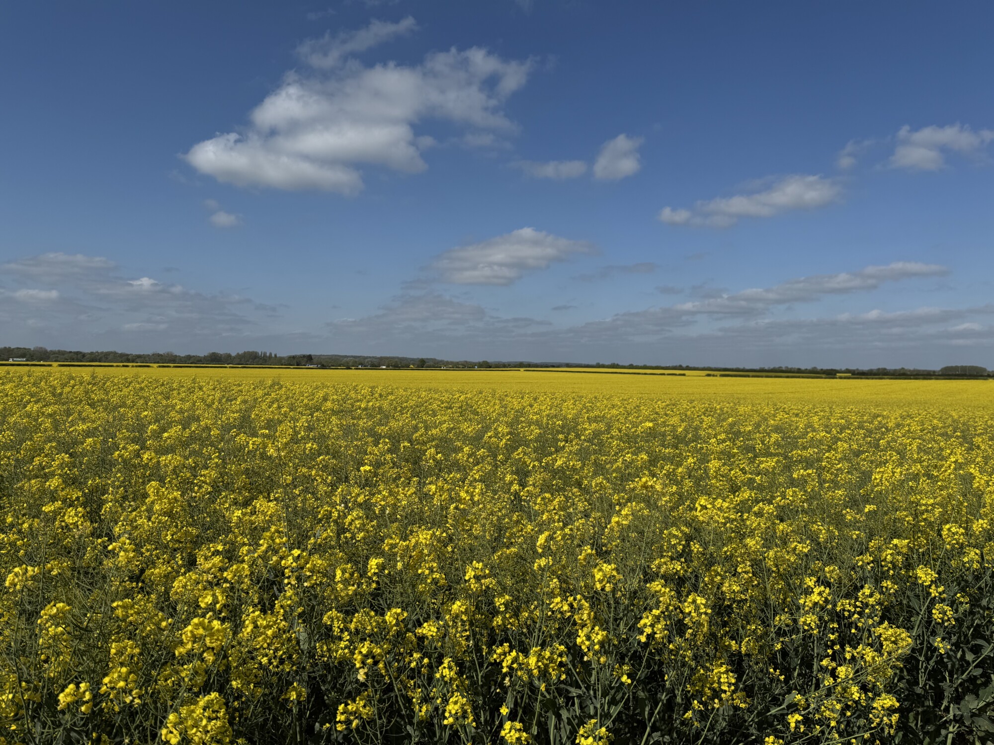 Oilseed rape